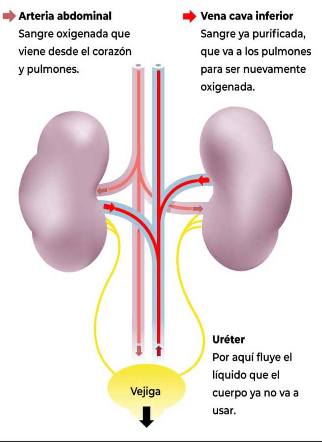 Autor: duduromeroa@. Gráfico a color. Infografía. Explicación simplificada del flujo sanguíneo en riñones humanos sanos. Eduardo J. Romero Andrade. Guayaquil, Ecuador.